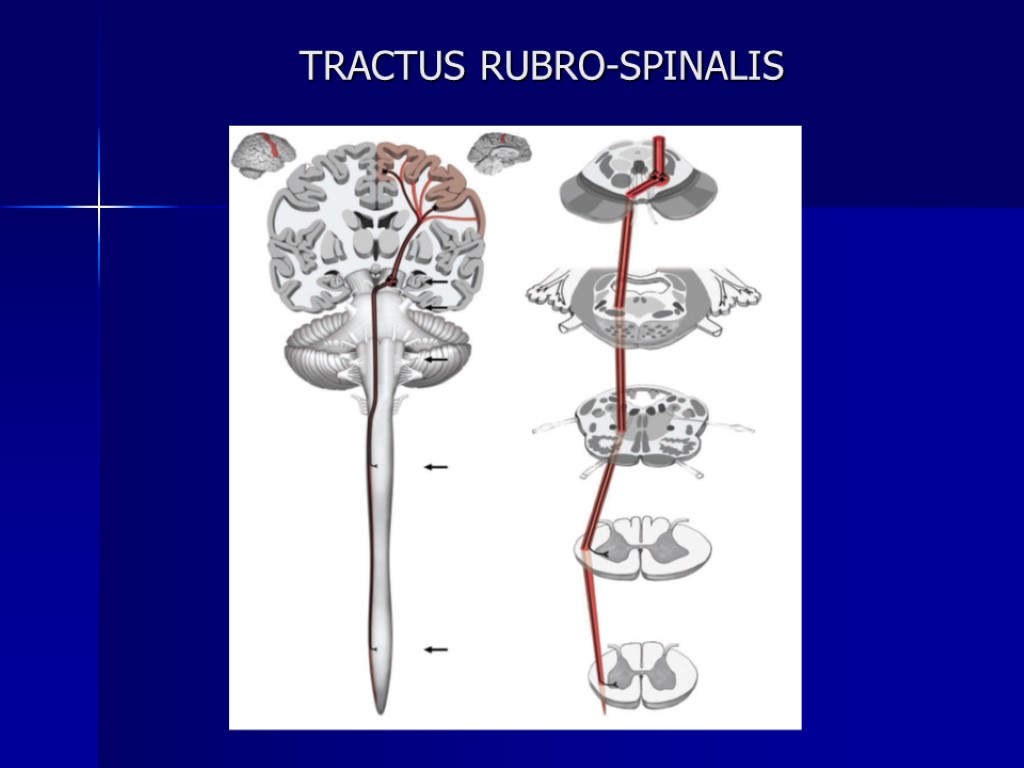 TRACTUS RUBRO-SPINALIS